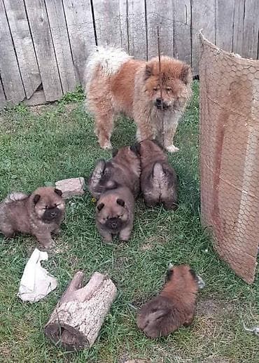 mali psi za stan na poklon: Chow Chow štenci Štenci Čau-Čau izložbenog potencijala sa rodovnikom — 4