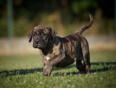 feisty pets: Na prodaju stenci Presa Canario izuzetnih krvnih linija, sa ozbiljnim — 1