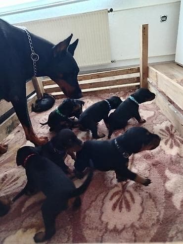 mali psi za stan cena: Na prodaju štenci dobermana – vrhunsko poreklo Oštenjeni 17.06.2026 — 1