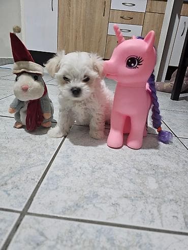 Na prodaju preslatki mini maltezeri.4 muzjaka i dve zenkice. Rodjeni na lalafo.rs Na prodaju preslatki mini maltezeri.4 muzjaka i dve zenkice. Rodjeni