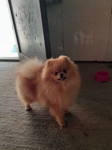 pomeranci oglasi: Pomeranac muski star 10 meseci — 1