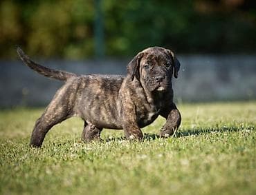 feisty pets: Na prodaju stenci Presa Canario izuzetnih krvnih linija, sa ozbiljnim — 3