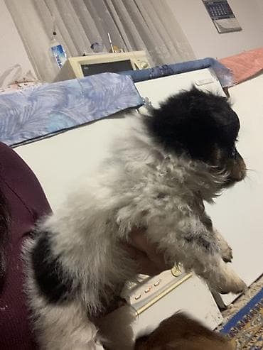 psi na poklon pancevo: Decak – mesanac majka dugodlaka civava otac Si-Cu malog rasta - — 3