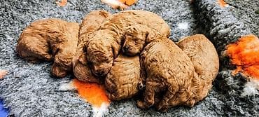 Cats: Poodleverse kennels oglasava za rezervaciju musku stenad crvene pudle — 1