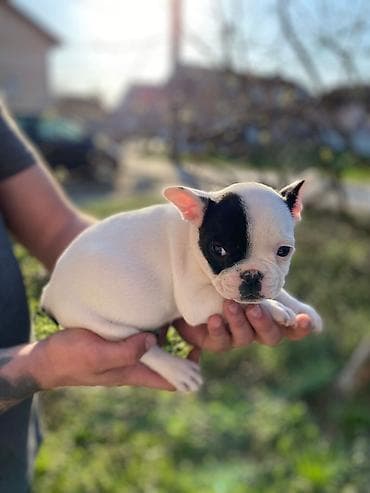 mali psi za stan cena: 🔥 TOP FRANCUSKI BULDOG ŠTENCI 🔥 Na prodaju vrhunski štenci francuskog — 2