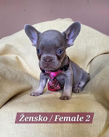 stenad: Francuski Bulldog štenci exotik boja. Stari 3 meseca, primili sve 3 — 8