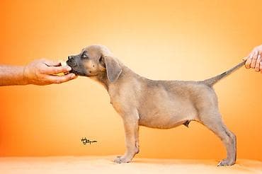 veliki crni psi: Sa zadovoljstvom predstavljamo novo leglo Cane Corso štenaca iz — 6