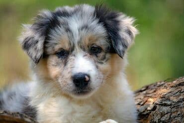 psi cene: Border koli-Border collie, štenad, crno bela i blue merle. Štenad je — 4
