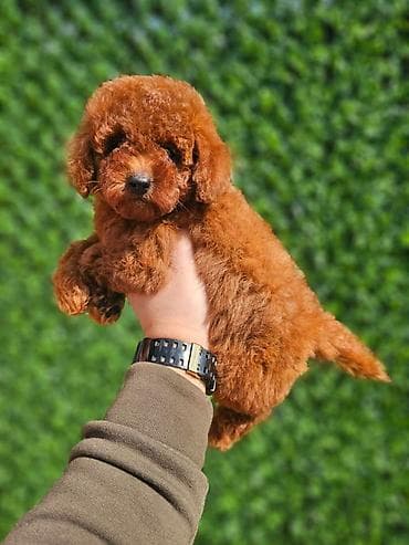 teacup psi cena: U ponudi crvene patuljaste pudle, spremne za preuzimanje. Dostupna oba — 8