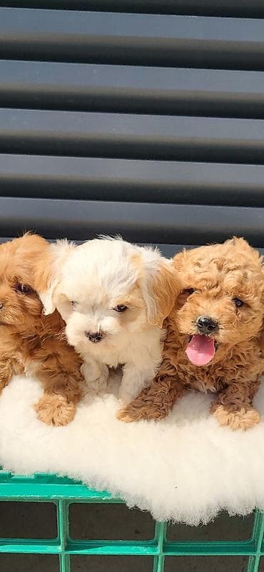 antialergijski psi: Maltipoo-Cavapoo Cavapo-Kavapu stenci oba pola.Majka Cavapo a otac — 1
