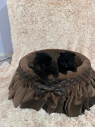 beli psi: Pomeranac, vrhunski štenci POMERANCI devet nedelja stari, vrhunskog — 6