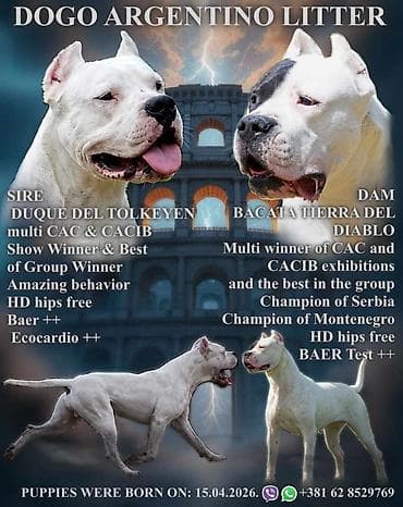 sorcamajicatorbica na poklon: Legle dogo argentino štenaca Sa ponosom predstavljamo vrhunsko leglo — 1