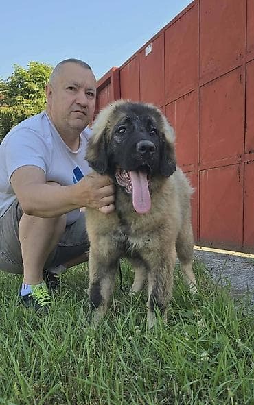 parenje pasa: Kavkaski ovčar vrhunski štenci Odgajivačnica Petar Veliki FCI 4469 sa — 5