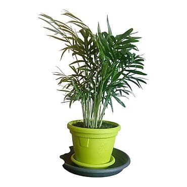 trampolin 366 cm: Sobna palma u saksiji – Chamaedorea elegans (parlor palm) - Ukrasna — 2