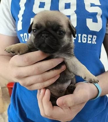 Na prodaju štenci vrhunskog kvaliteta sa papirima, pasosem na lalafo.rs Na prodaju štenci vrhunskog kvaliteta sa papirima, pasosem