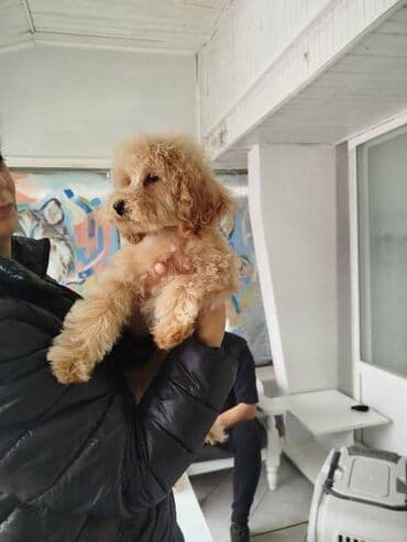 doga: Patuljasta pudla štenci Štenci patuljaste pudle stari 4 meseca na — 3