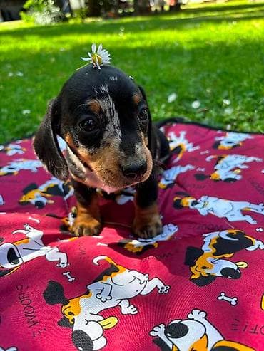 maltipoo na poklon: Merle jazavičar štenci Na prodaju štenci merle jazavičar, oštenjeni — 6