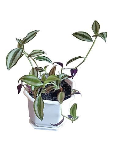 plafonski lusteri za dnevnu sobu: Tradescantia zebrina (Zebrina, „Wandering Jew“) u beloj saksiji 12cm — 2