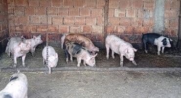 Glodari: Prasići na prodaju, težine od 20 - 30kg. Za dodatne informacije — 4