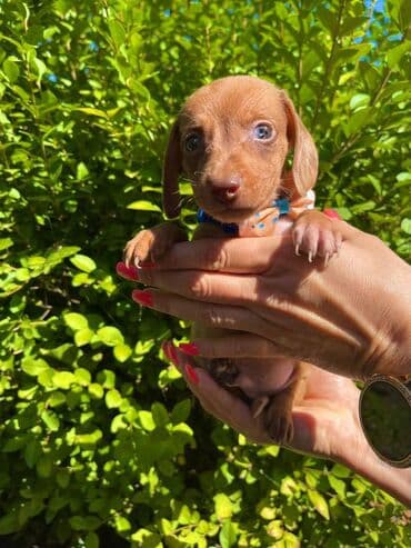 egzoticne ptice prodaja: Odgajivacnica pasa "Happy Puppies" ima u ponudi patuljaste jazavicare — 4
