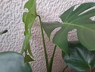 Daske za peglanje: Chlorophytum, velika,raskosna biljka sa prve slike je 3000 — 9