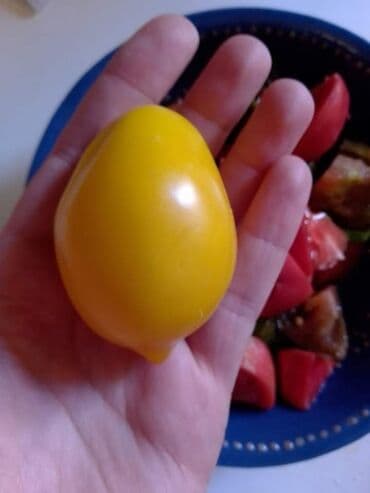 Sve za vikendicu i baštu: Seme paradajza! Crveni jabučar Žuti jabučar Narandžasti jabučar — 9