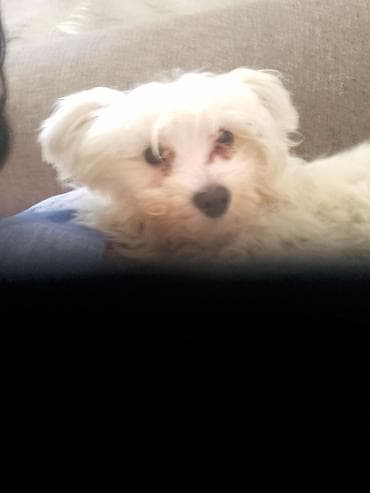 Mali pas bele, svilene dlake – tip maltezera/toy tip. Kompaktan rast