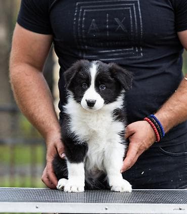 mala telad za prodaju: Na prodaju 9 šteneta Border Collie, iz dva različita legla. - Jedno — 10