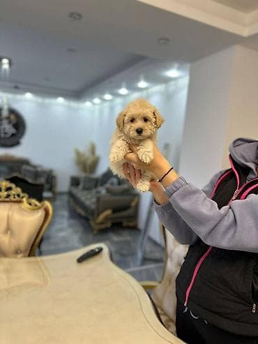 Maltipoo vrhunske genetike u registrovanoj odgaivacnici Bahu Djokovic