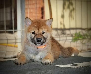 kucice za pse subotica: Odgajivačnica 'Kami's little fellows' predstavlja vrhunsko leglo Shiba — 5