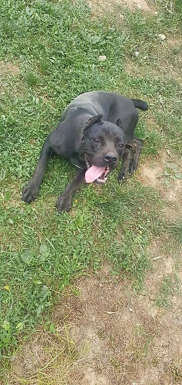 psi za udomljavanje beograd: Trazi se odgovoran vlasnik i ljubitelj rase Cane Corso sa uslovima za — 1