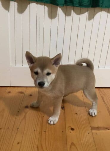 Životinje: Shiba inu stenci na prodaju, muskog i zenskog pola, crvene boje — 5