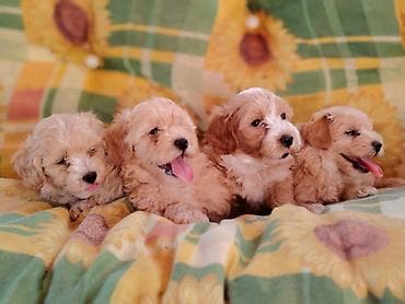 maltezeri cena: Dostupni za preuzimanje MALTIPOO prelepi, razigrani stenci, 4 decaka — 1