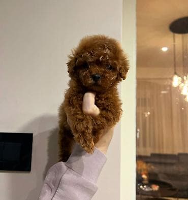 macke na poklon: Najmanje pudle, od najlepsih roditelja u Evropi samo u — 9