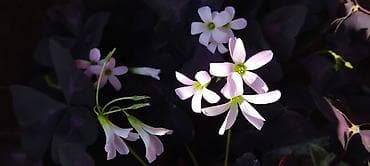 pepco sator za decu: Oxalis triangularis „Purple Shamrock” – ukrasna sobna biljka - — 1