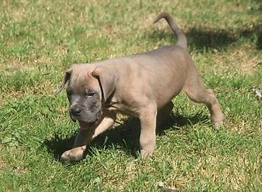 kućice za pse beograd: Cane Corso štenci U ponudi veoma perspektivni štenci iz različitih — 8