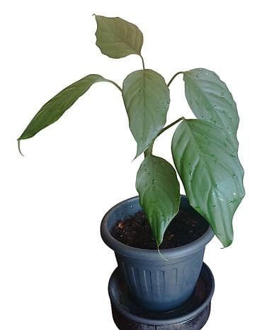 sobna vrata jagodina: Sobna biljka – zelena Aglaonema (Chinese Evergreen) u saksiji prečnika — 3