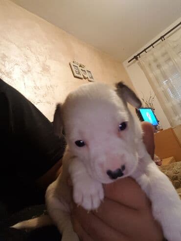 Cats: Stene staforda - Starost: mesec dana ženka samo danas 60e poslednja — 3