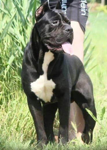 Psi: Cane Corso štenci dostupni za rezervaciju! U ponudi imamo tri — 15