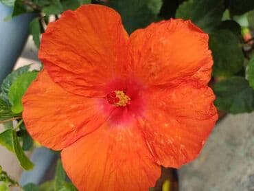 uradi sam boja za tekstil: Hibiskus vise boja po super ceni — 1