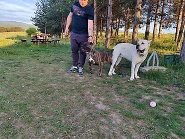 nemački špic cena: Cane Corso štenci šampionskog porekla! Tražite moćnog čuvara i odanog — 2