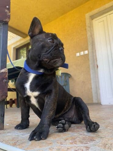 mini psi za stan: Francuski buldog – mužjak, tigraste (brindle) crne boje sa belom — 5