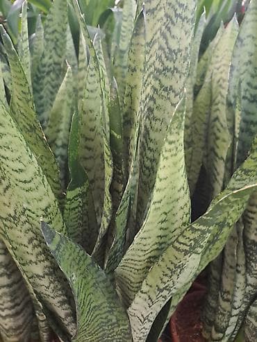 jasmin cvece slike: Sanseverije, velike biljke sa prve, druge i trece slike su 3500 — 2