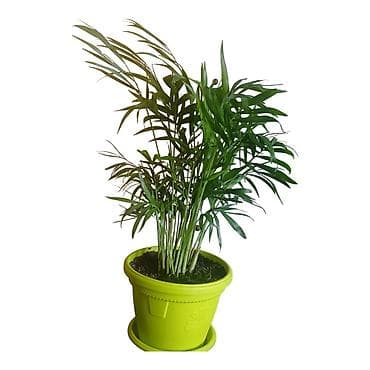 trampolin 366 cm: Sobna palma u saksiji – Chamaedorea elegans (parlor palm) - Ukrasna — 1