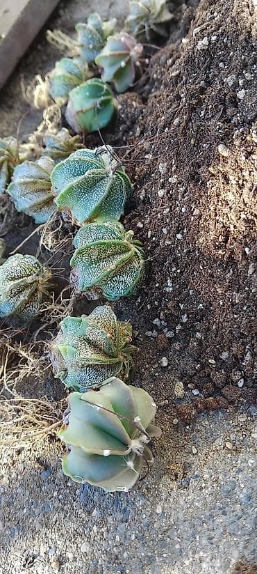 pepco sator za decu: Astrophytum asterias/mirostiigma tip – mlade biljke sa korenom - Rod — 3