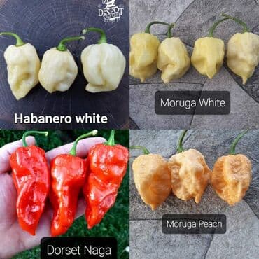 za dvoriste: 🌶Seme najljućih i egzotičnih čili papričica🌶 Za kupljenih pet — 3