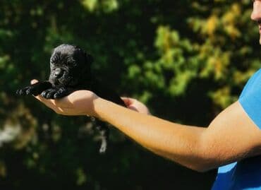 Životinje: Tražite li odanog i vernog prijatelja za vašu porodicu? Kontaktirajte — 2