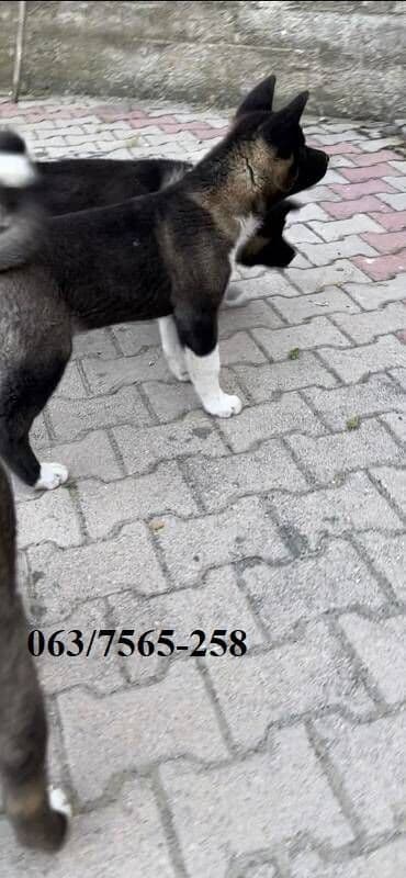 labrador beograd: Američka Akita Na prodaju štenci Američke Akite 3 ženki i 3 — 5