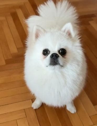 stafordi na poklon: Na prodaju preslatki pomeranci U naš dom su sasvim spontano stigle — 6