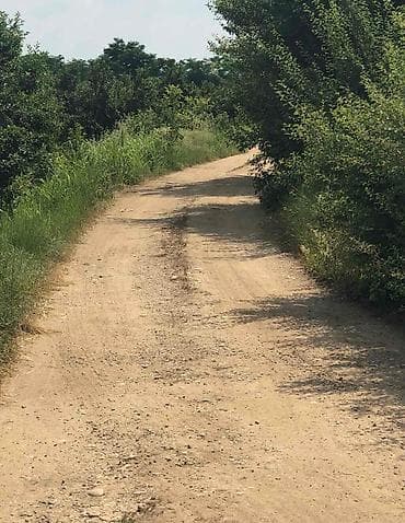 Prodaja zemljišta: Na prodaju vrhunski voćnjak trešnje 3 ha – Kolari kod Smedereva — 5